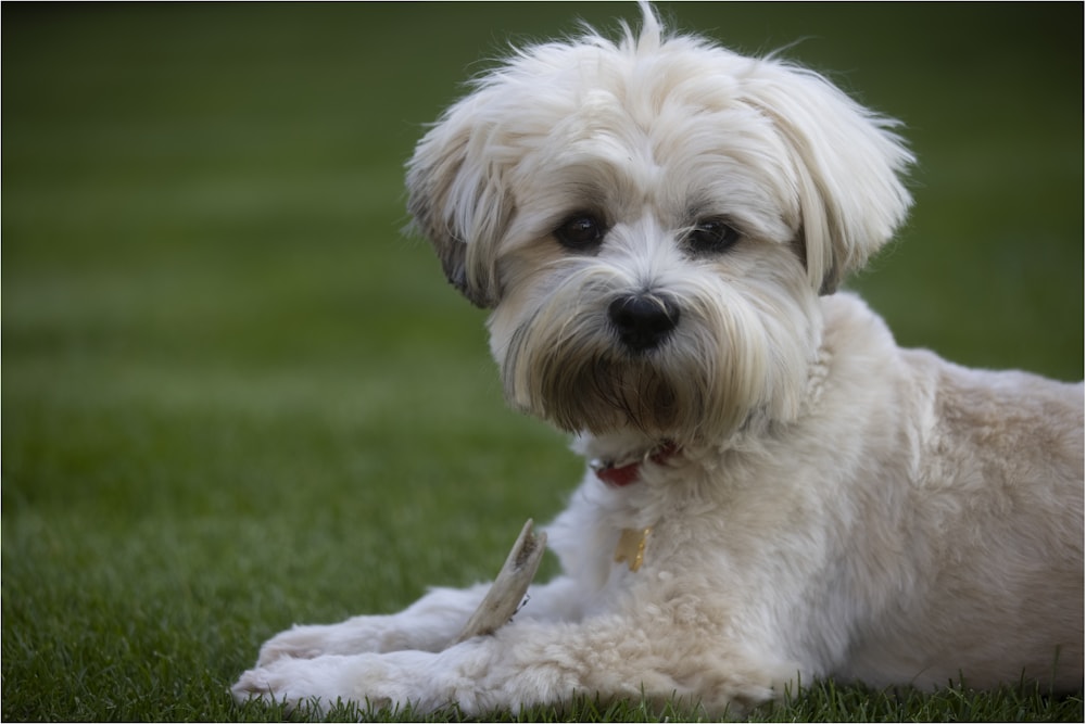 Bichon Havanais portant une coupe puppy cut