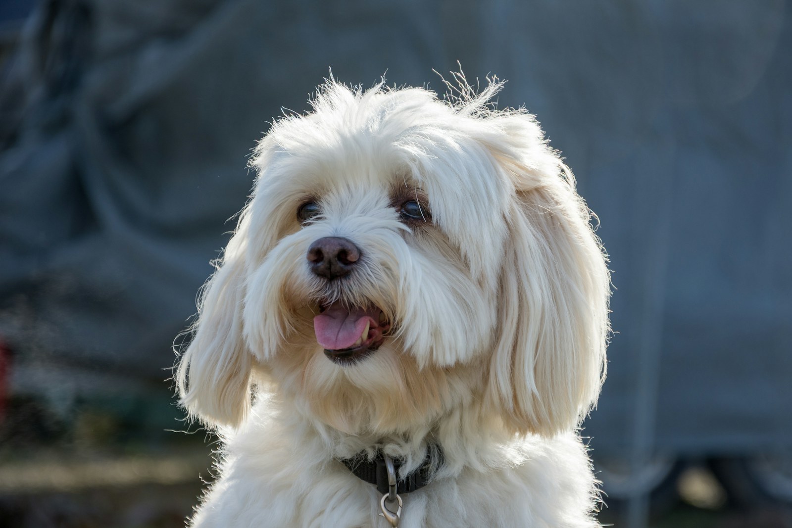 Portrait d'un Bichon Havanais blanc au pelage soyeux