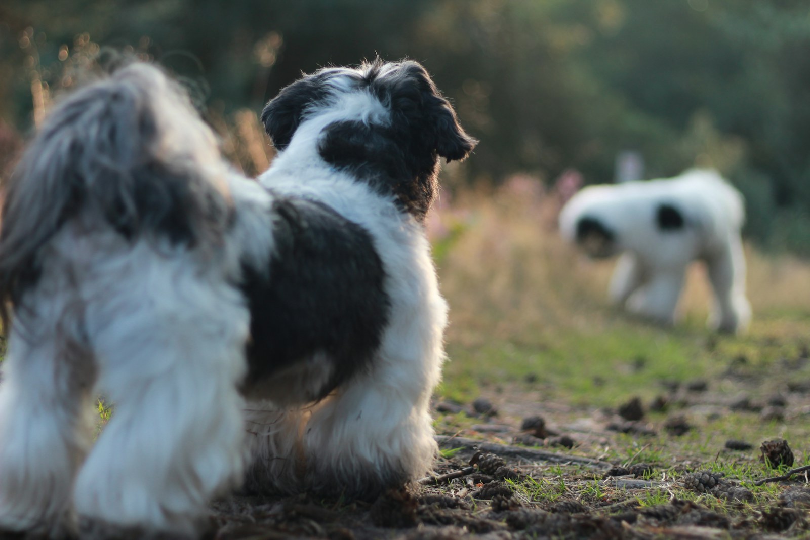 Deux Bichons Havanais bicolores se rencontrant en extérieur