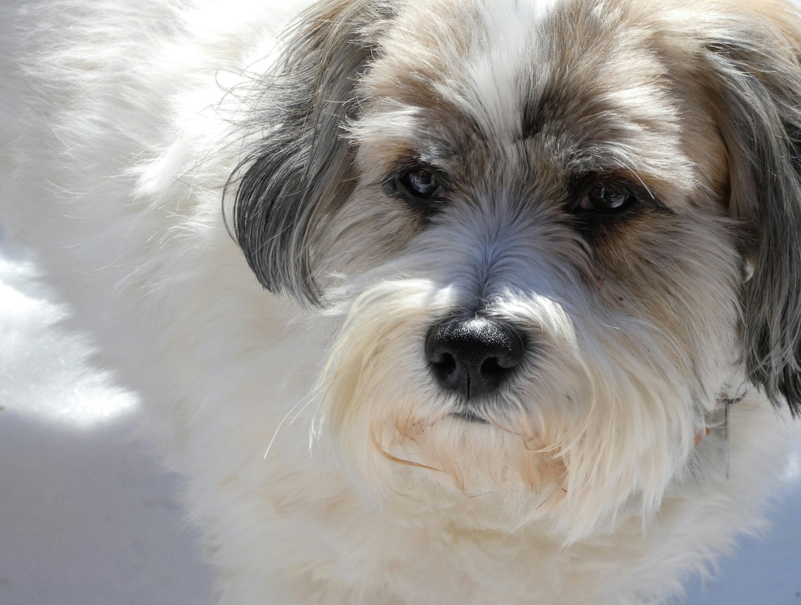 Portrait rapproché d'un Bichon Havanais bicolore au pelage blanc et sable