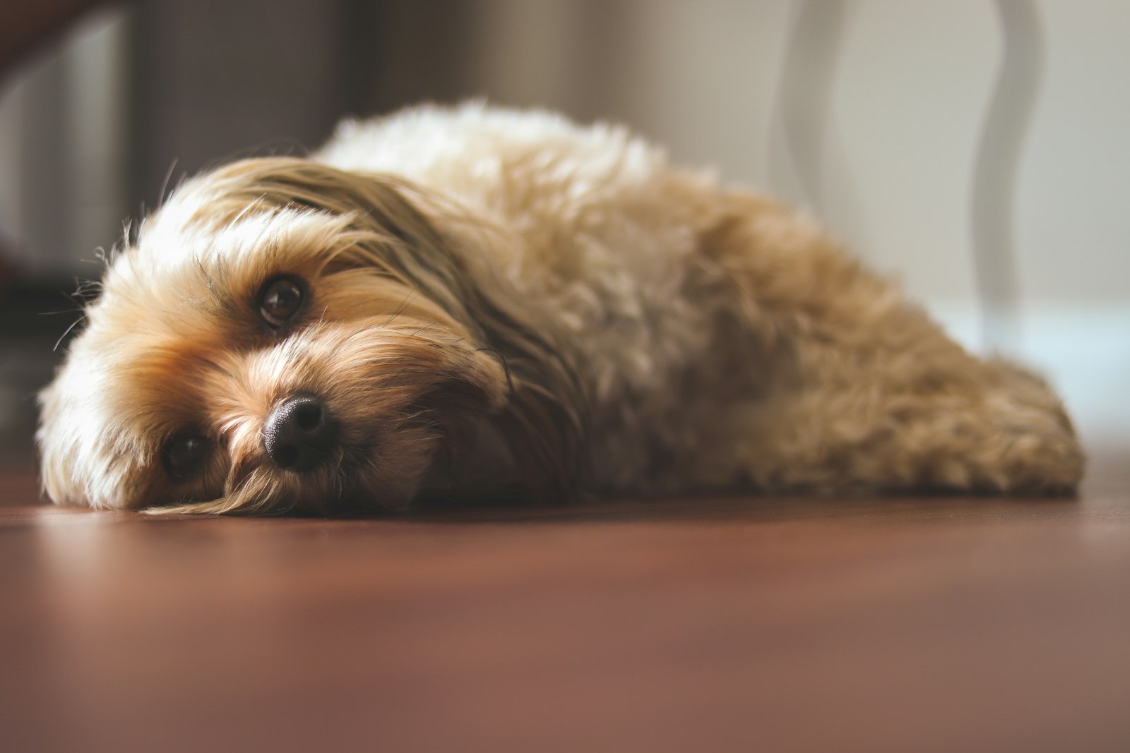 Bichon Havanais fauve allongé au repos sur un parquet