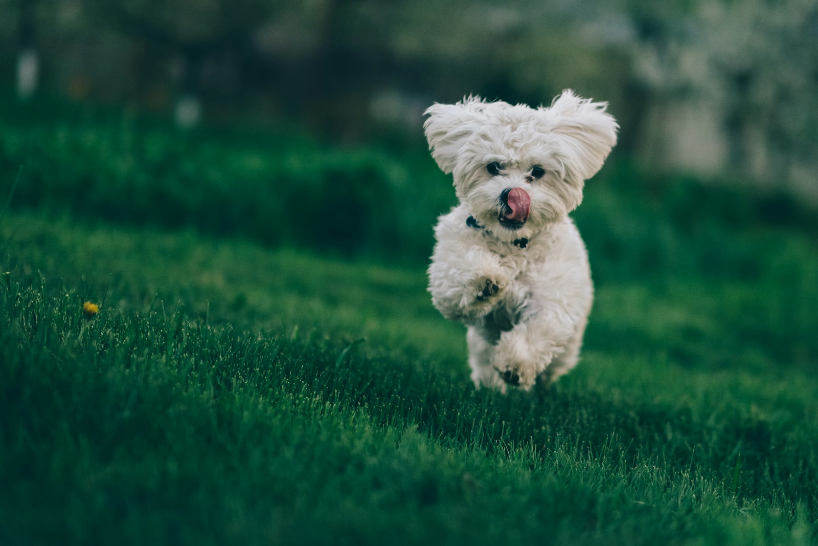 Bichon blanc en pleine course dans l'herbe, pelage soyeux en mouvement