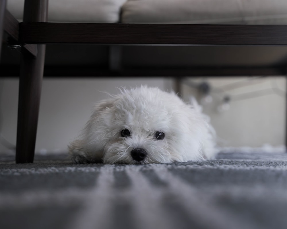 Chiot Havanais blanc allongé sous une chaise, expression timide